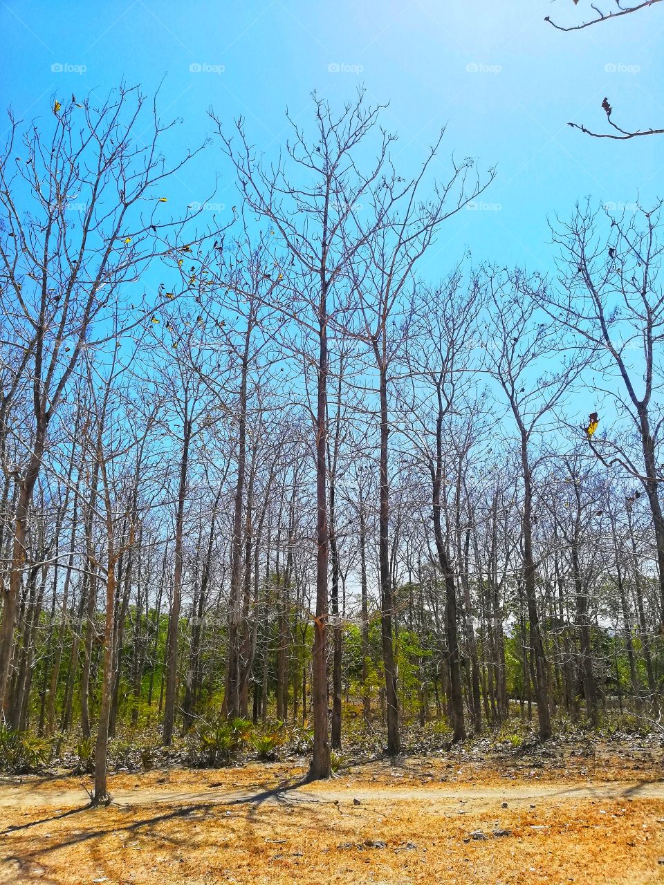 the wood in a long dry season