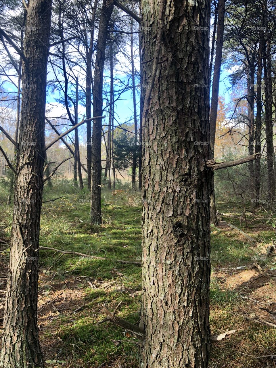 Depth view into forest of tall pines on sunny day 