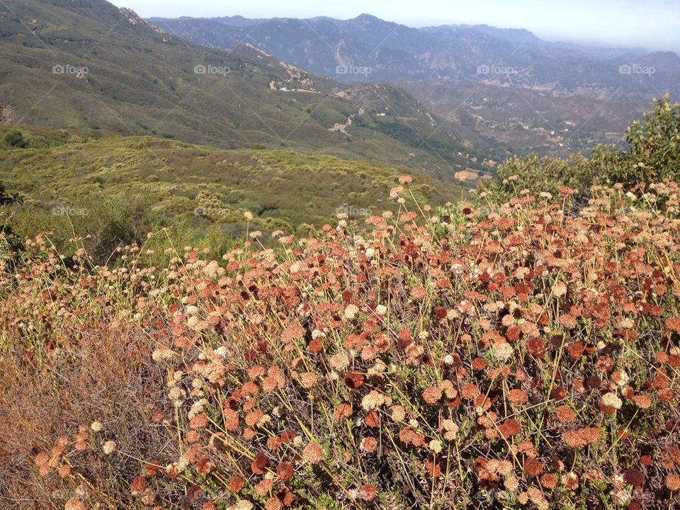 flowers mountain california scenic by illusionfactory