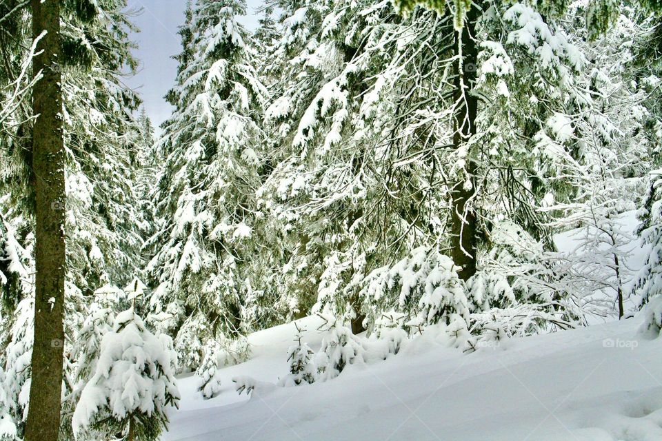 Заснеженные хвойные деревья в горах 