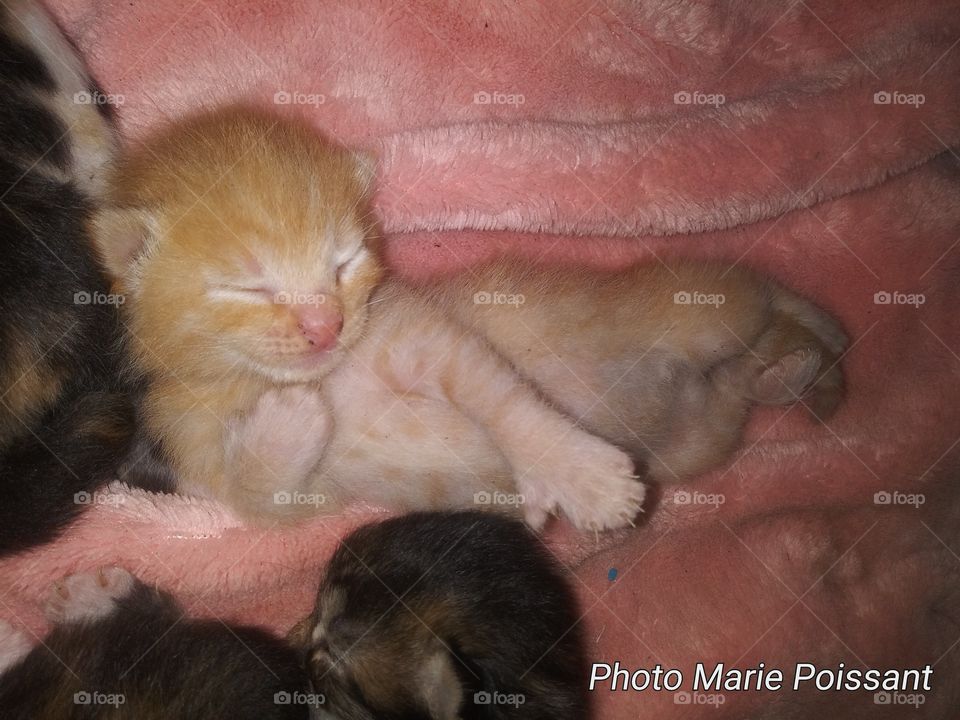 kittens sleeping