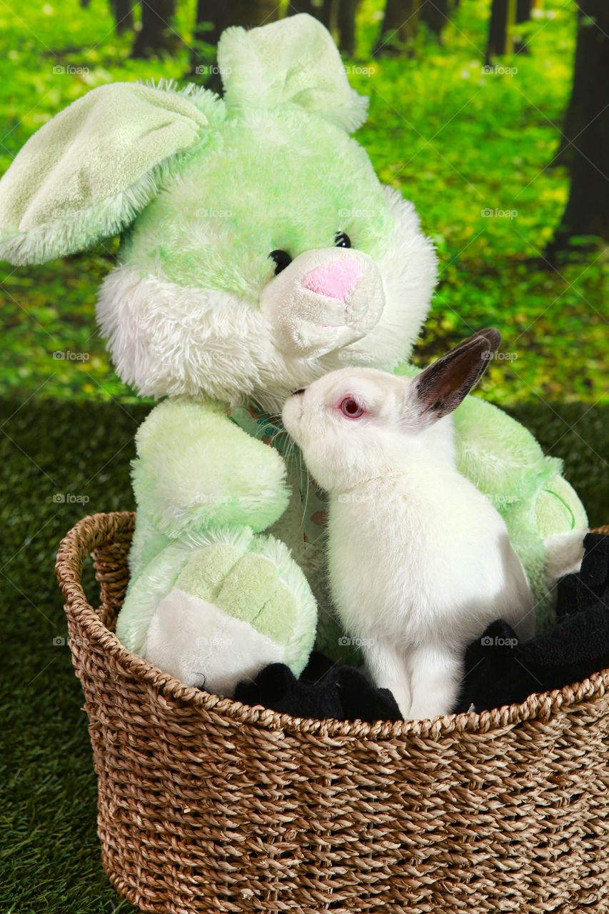 Rabbit kissing stuffed animal