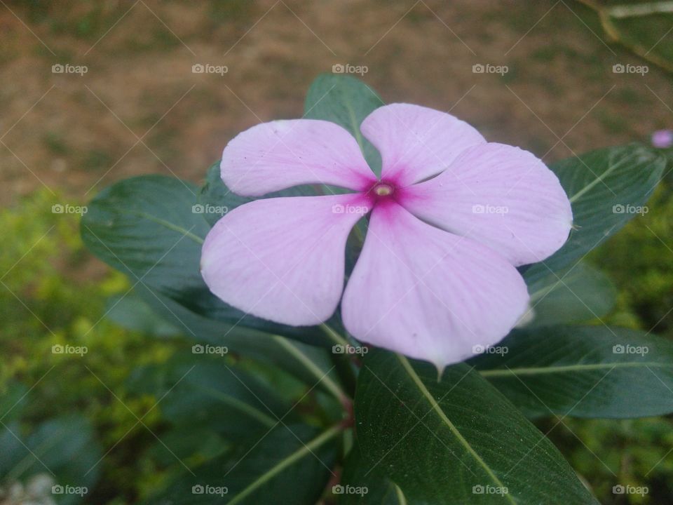 pink and purple flower
medicinal plants