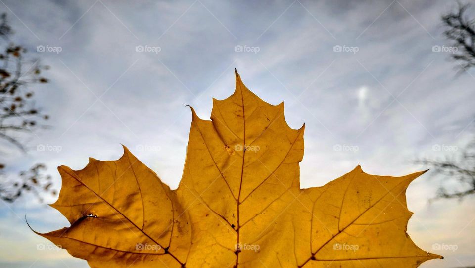 autumn leaf