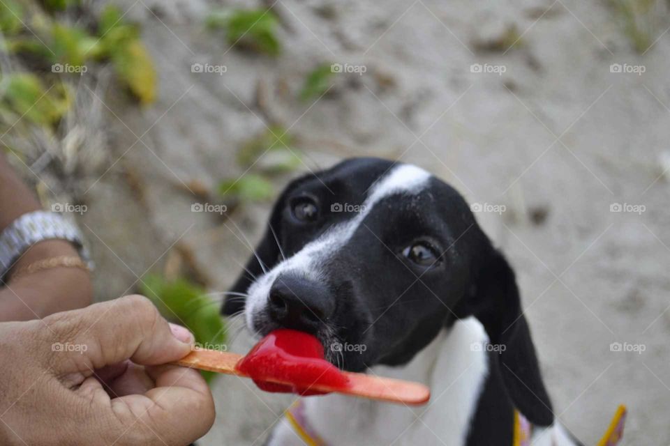 Dog licking icecream