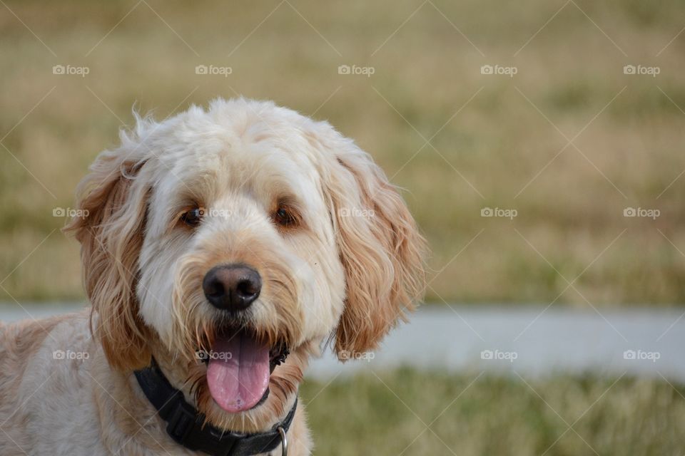 Goldendoodle portrait