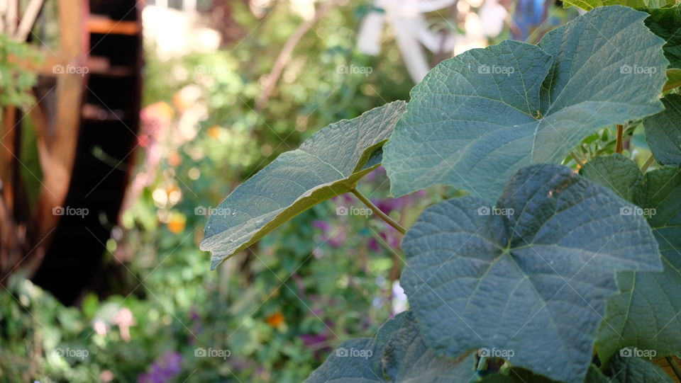 Grape leaves in a garden