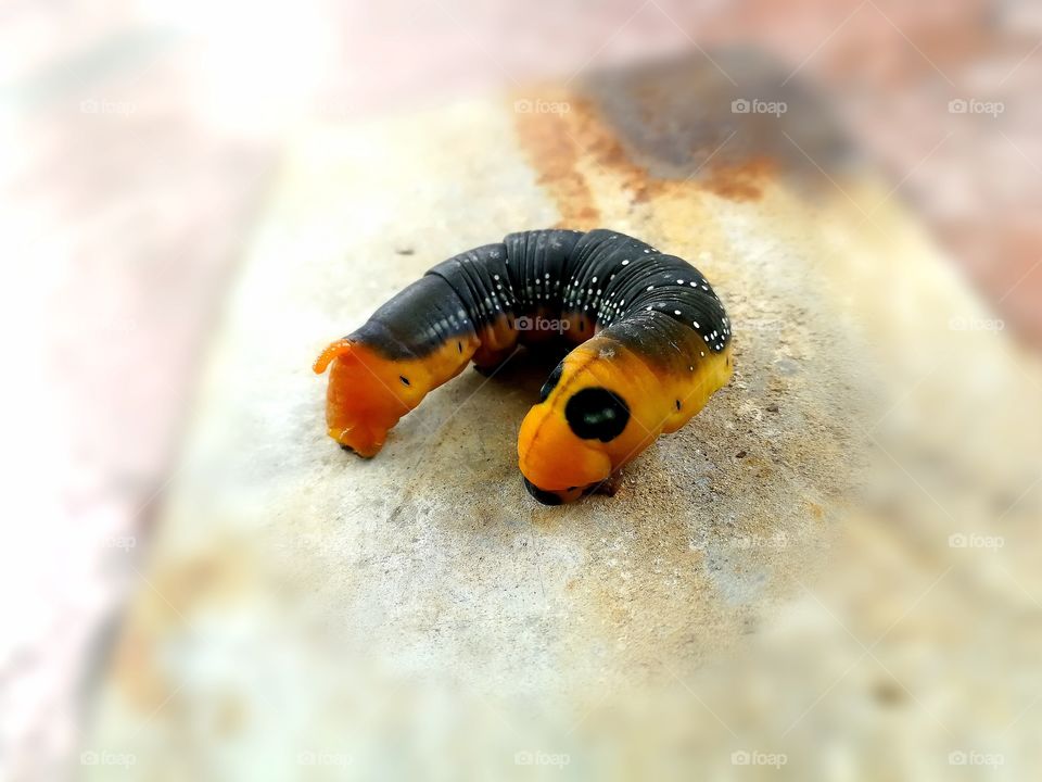 Weird caterpillar