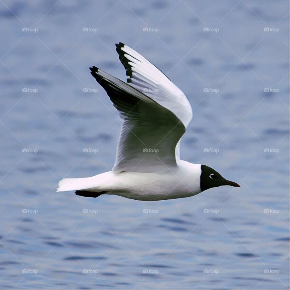 seagull flight