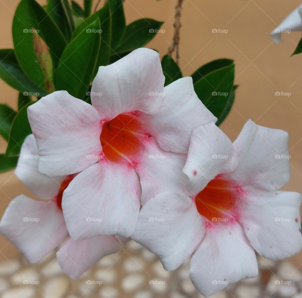 Three beautiful flowers