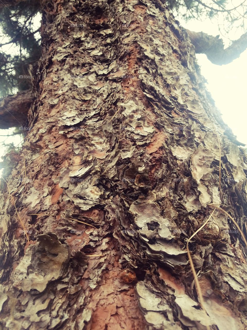 Nature, Tree, No Person, Wood, Bark