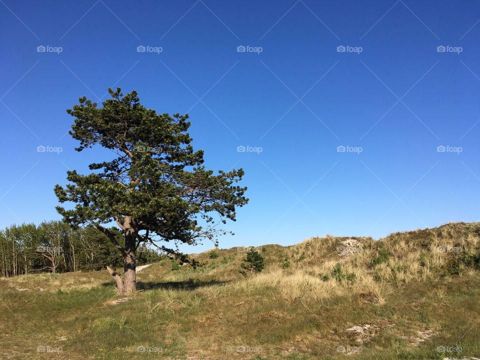 Tree, beach, relaxing