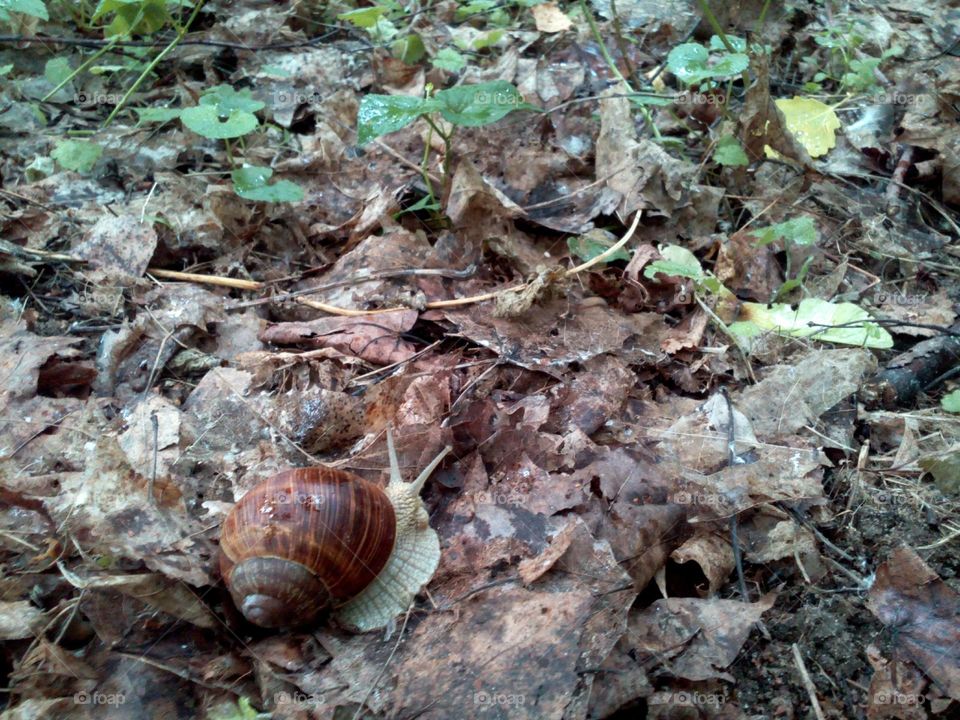 Nature, Invertebrate, Snail, Shell, Shellfish