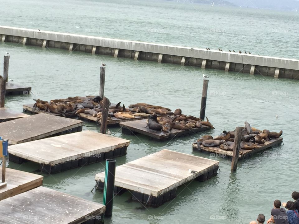 seals in San Francisco