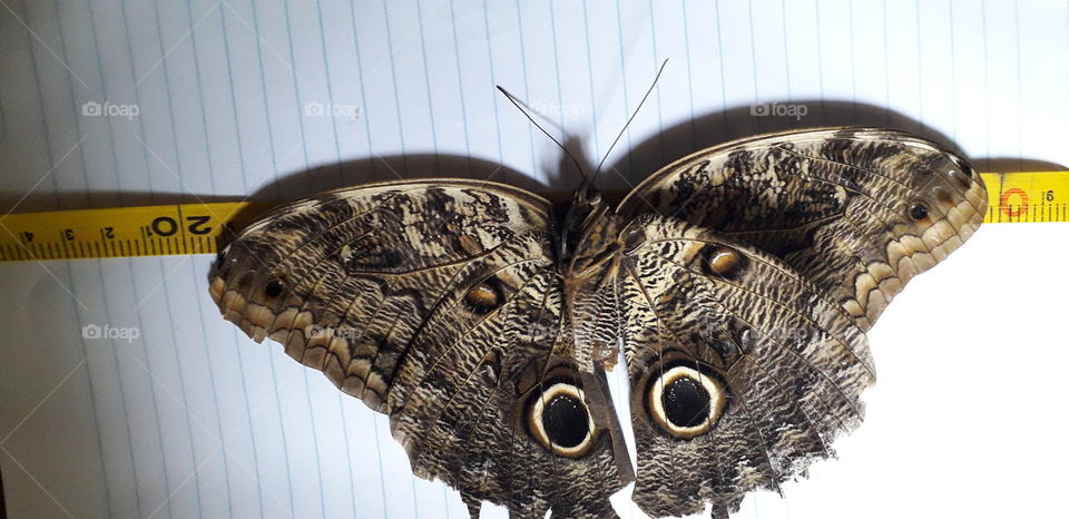 owl butterfly