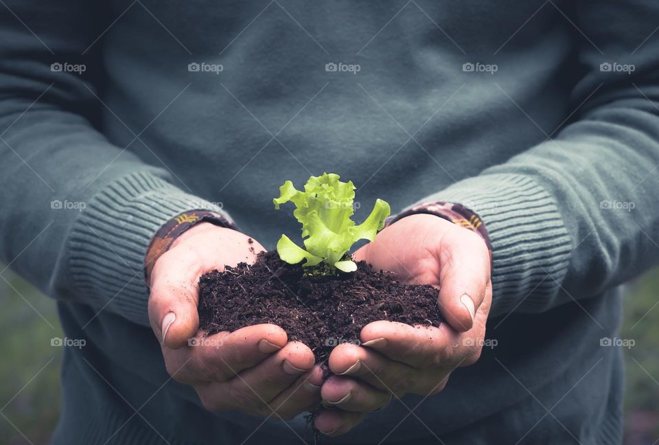A gardener gently cups a lettuce seedling and surround soil in both hands