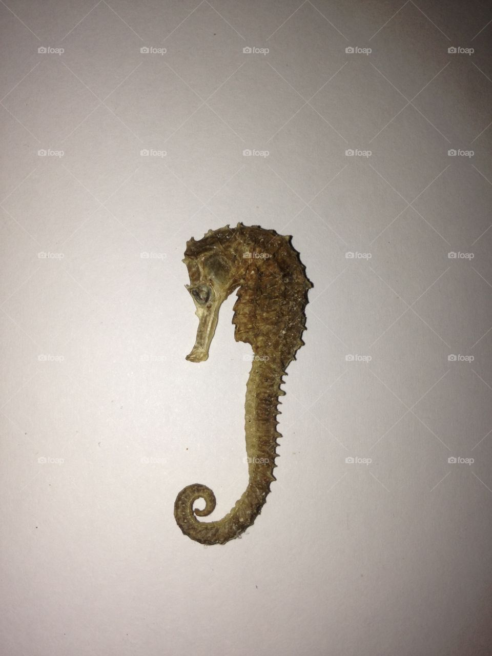 Seahorse 