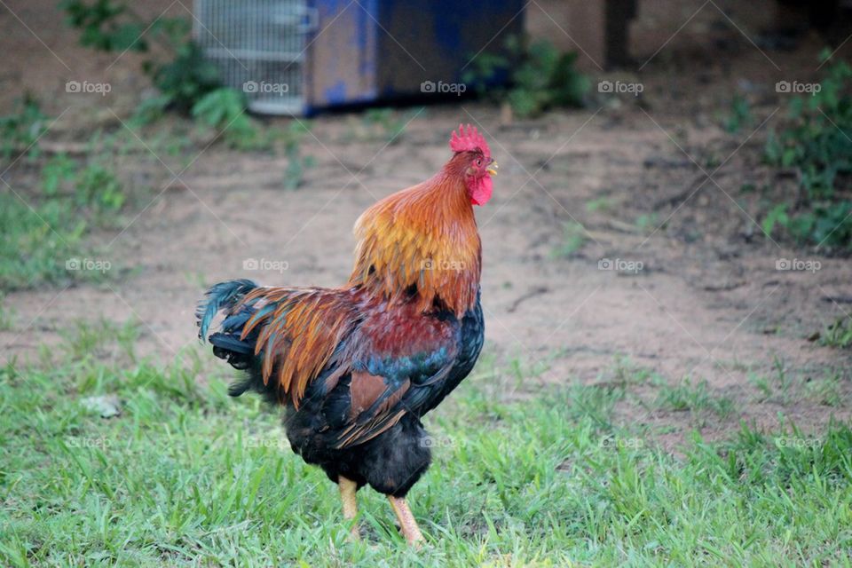 Rooster