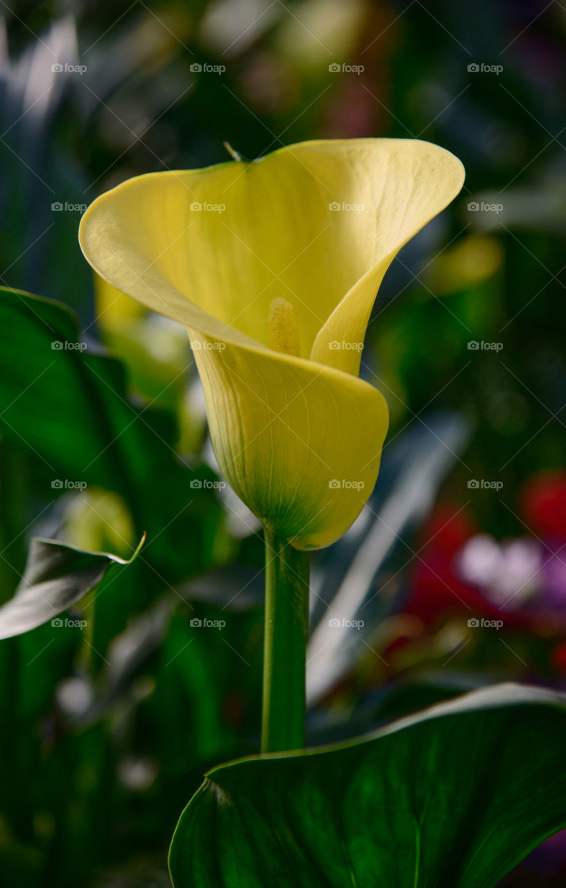 Close up flower. 