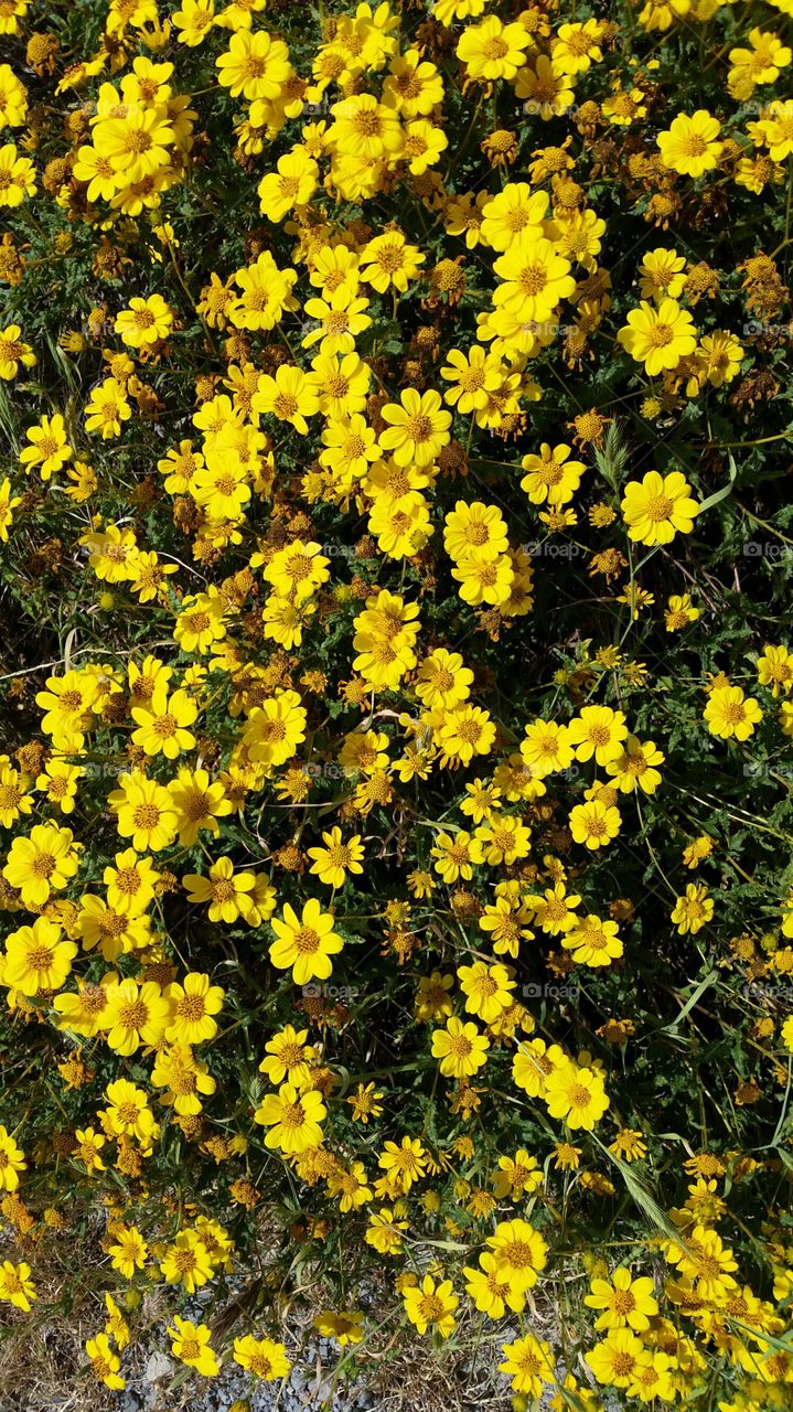 Bursts of Yellow Flowers