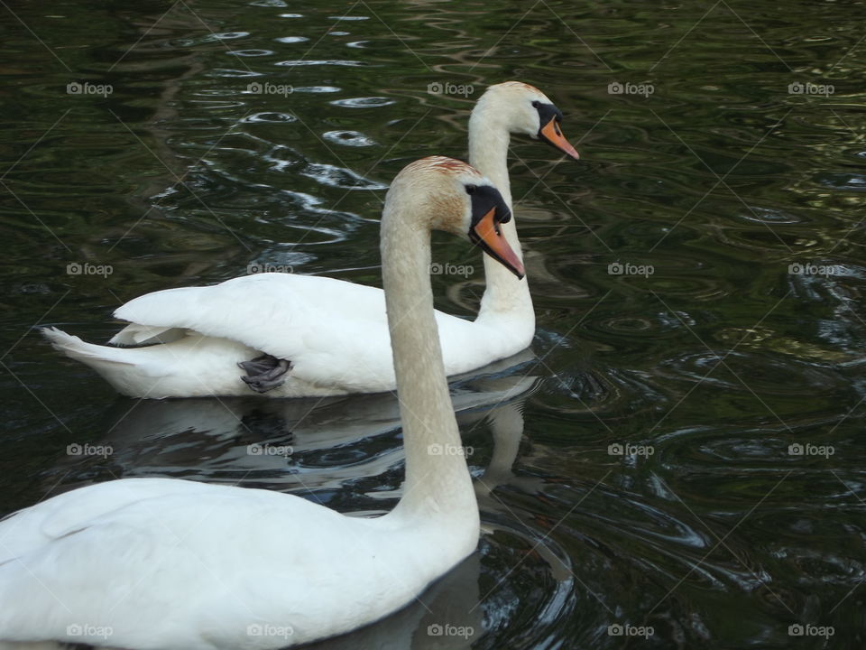 Two Swans Together