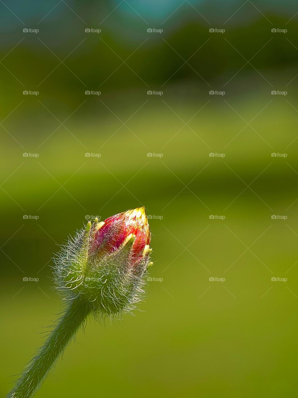 grass flower