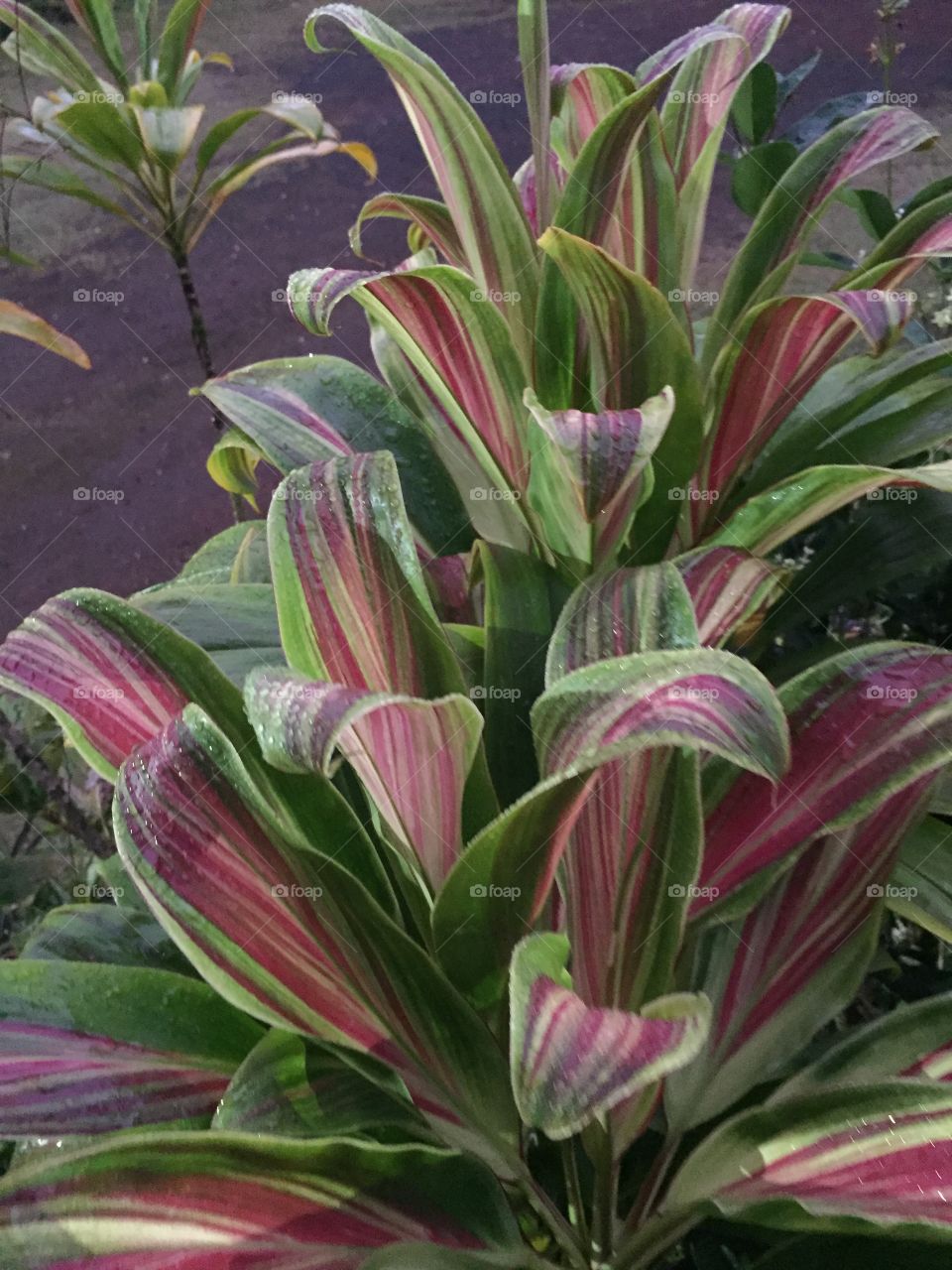 Red and Green Variegated Ti Leaf Plant