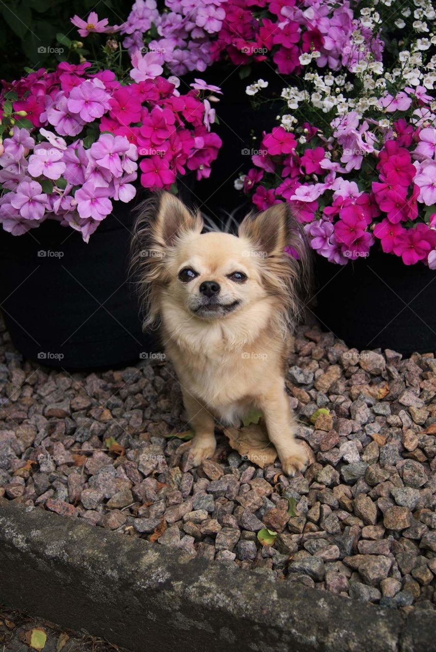 Chihuahua