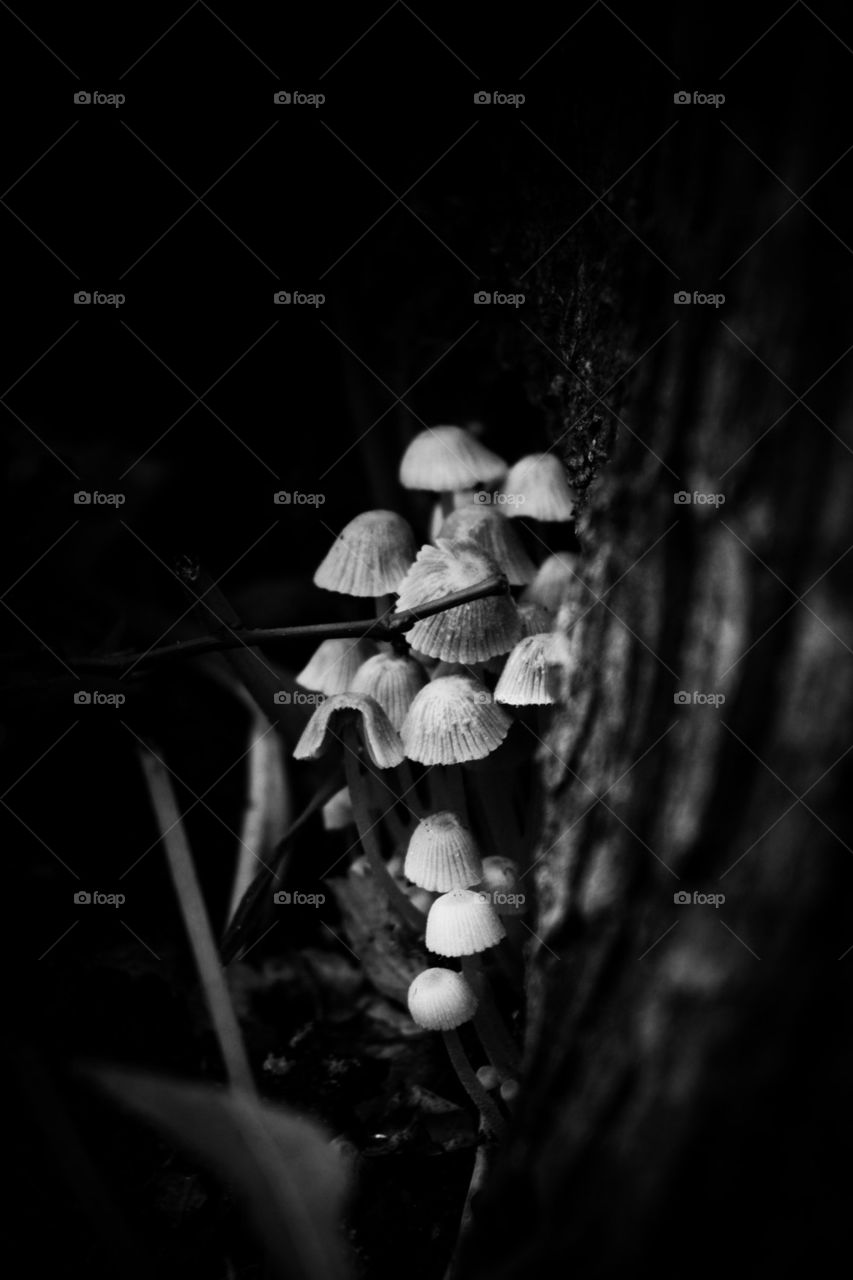 Black and white shot of mushrooms