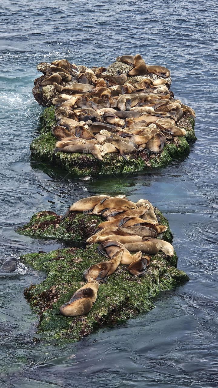 La Jolla Beach seals