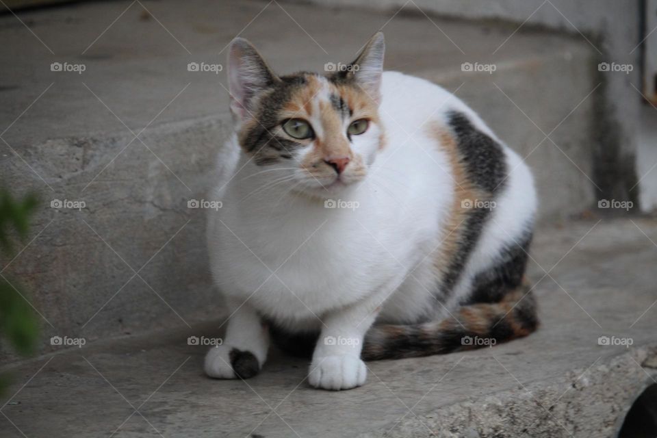 Animal portrait - colorfully coated cat