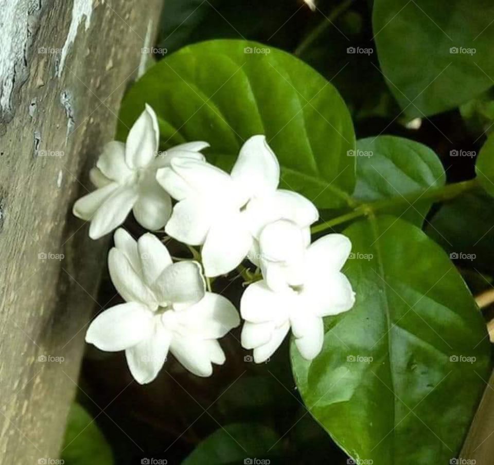 My white flowers