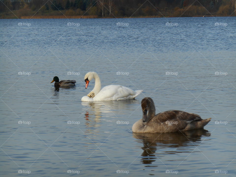 Swan, Bird, Lake, Duck, Waterfowl