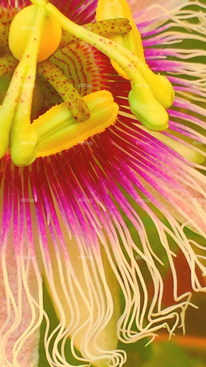 "Neon Passion Flower"