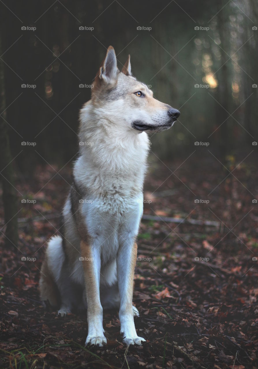 Sitting Wolfdog