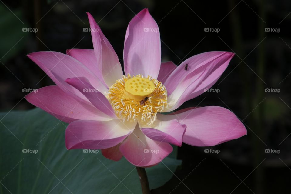 lotus flower with honeybees in a beautiful macro photo