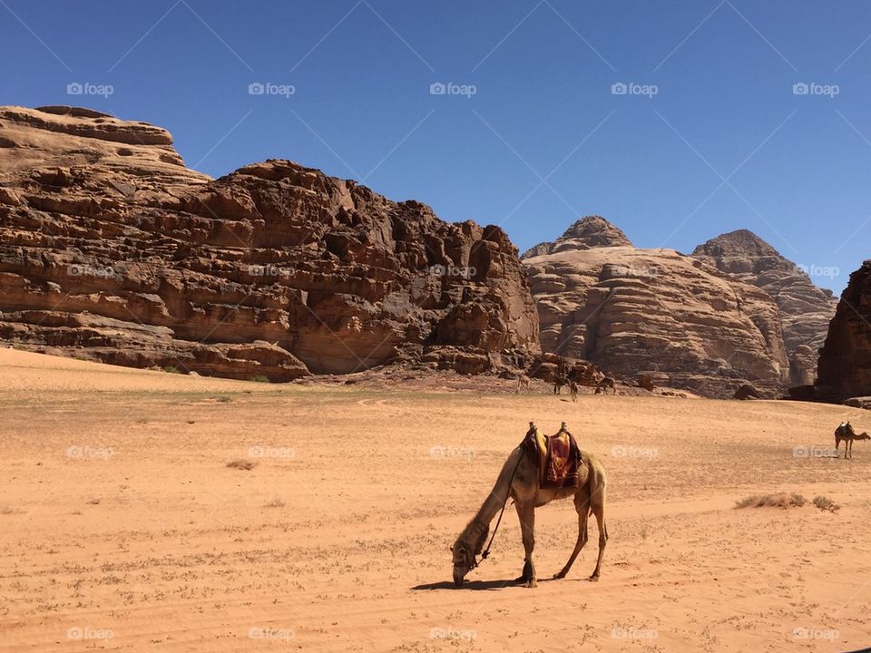 Wadi rum