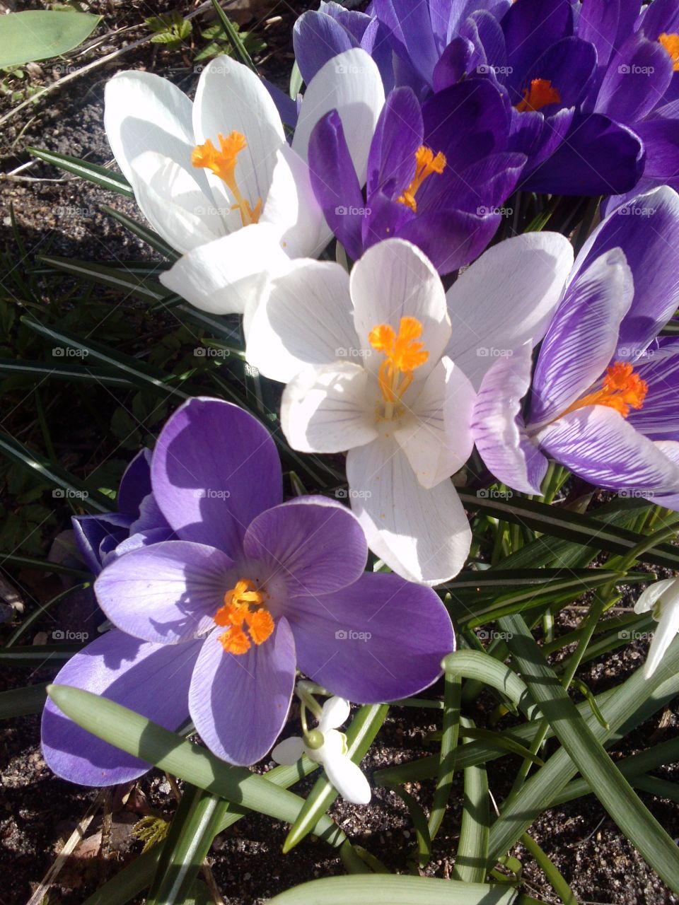 Blossom of crocus flowers