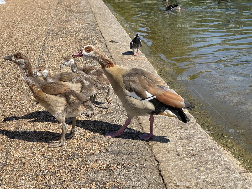 Geese in a london park 