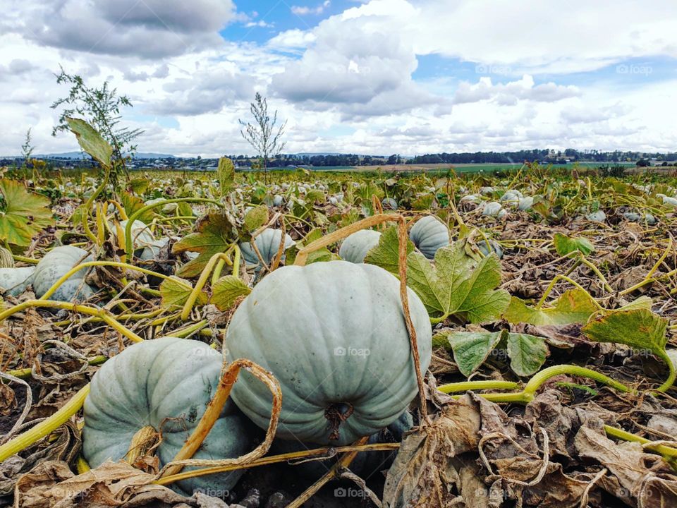 Pumpkins on Farm Land