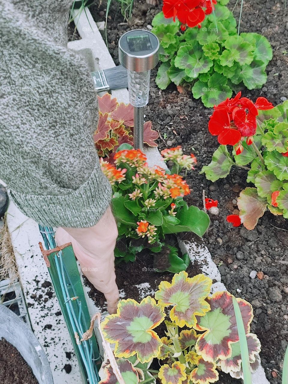 Transplanting flowers