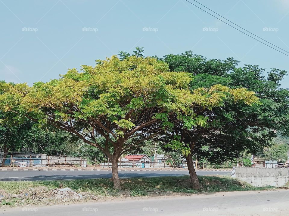 ravarma VanguvO / Strange tree / Different colours / Yellow Leafs / Green
