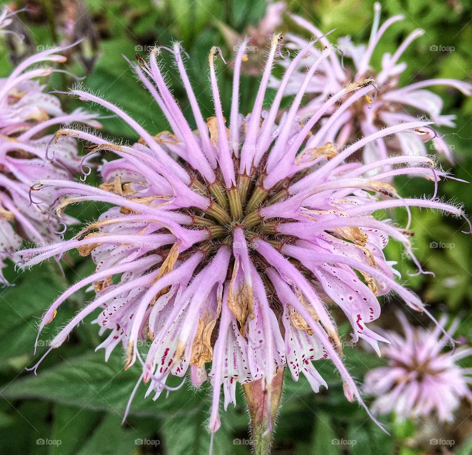 Close-up of purple flower