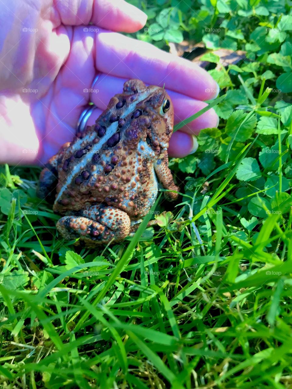 American toad