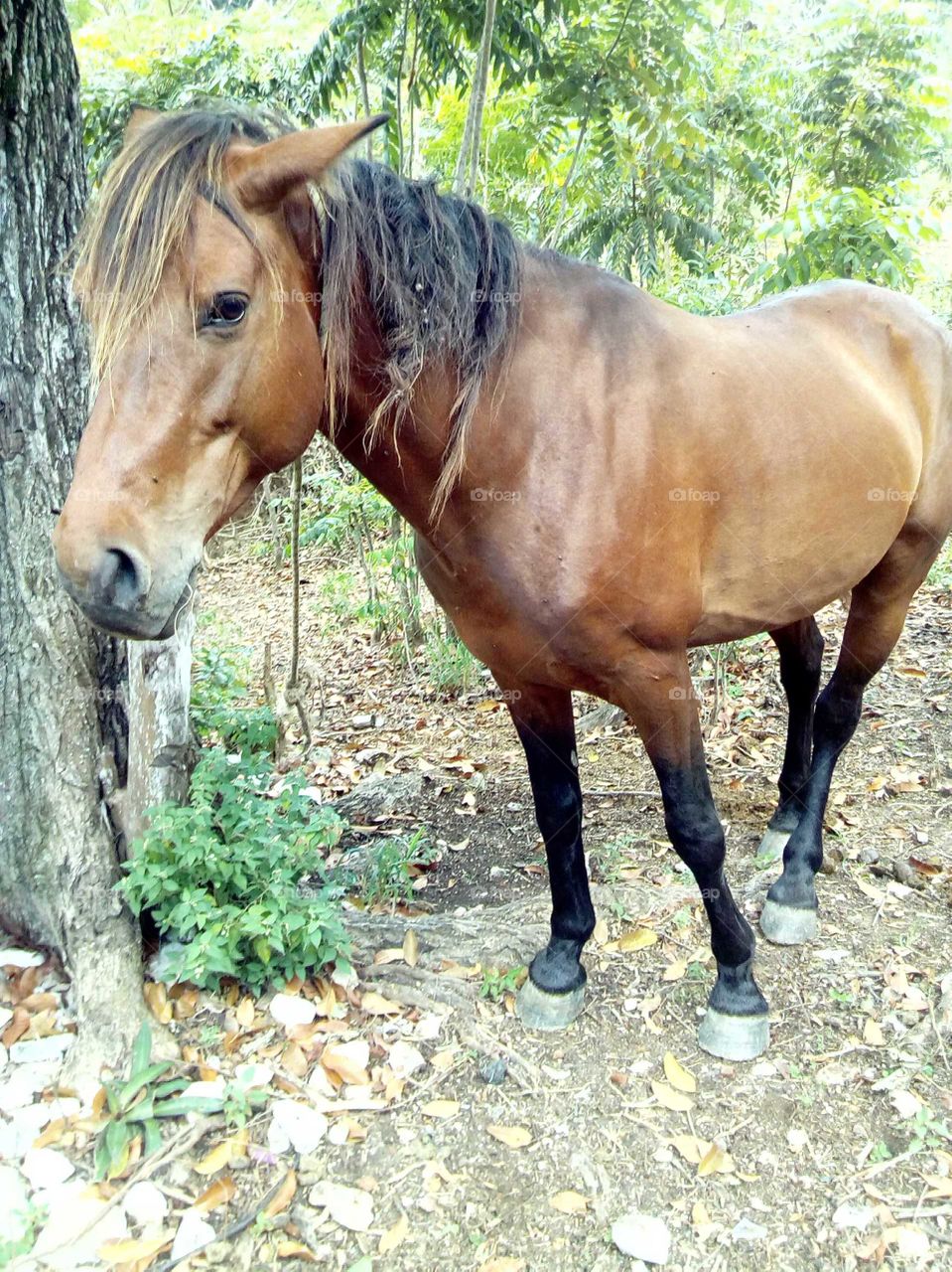 animal or so wonderful to have as pets we will never take a horse in our house  but we do make cats an dogs sleep in our bed.sad for the horse is to big.