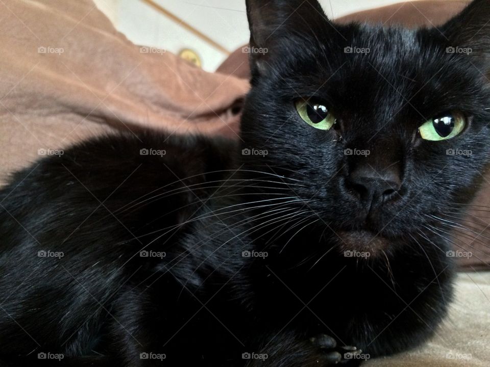 Cute black kitten closeup 
