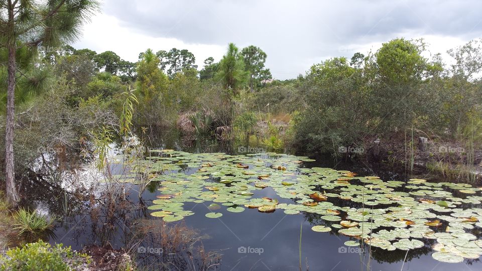 Pond with Lily Pads. Space Coast of Florida