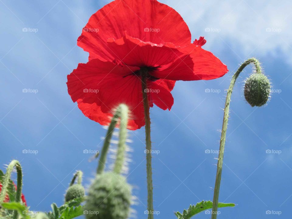 Vivid Red Poppy with blue sky in background on a very hot summer day