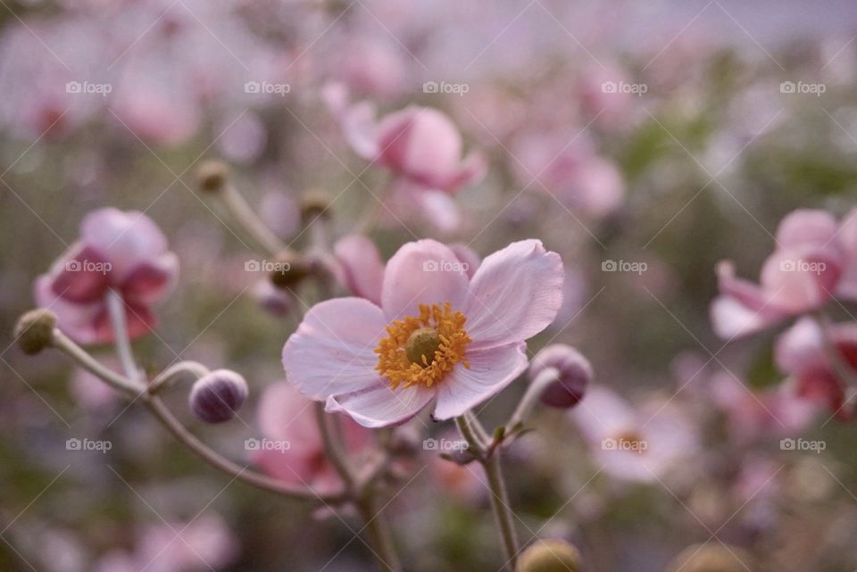 Pink flowers 