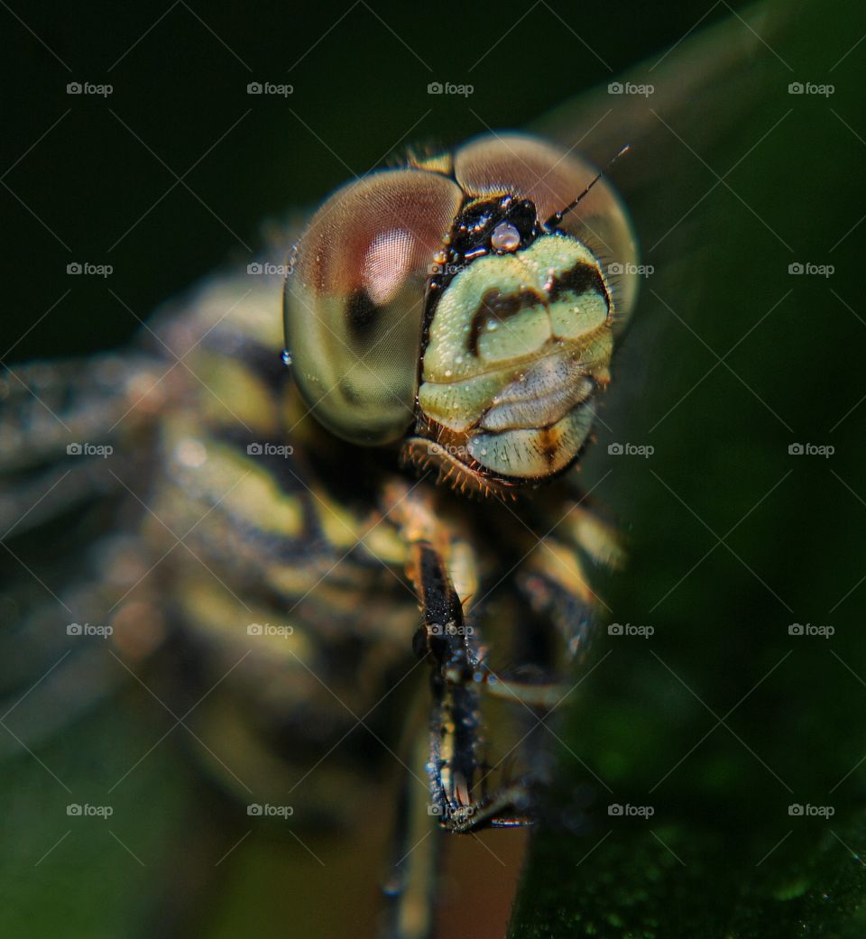 dragonfly insect